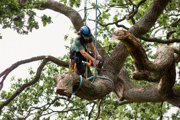 Best Leaf Removal  in Dade City, FL