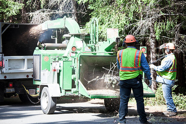 Best Tree Disease Treatment  in Dade City, FL